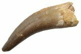 Fossil Plesiosaur (Zarafasaura) Tooth - Morocco #249597-1